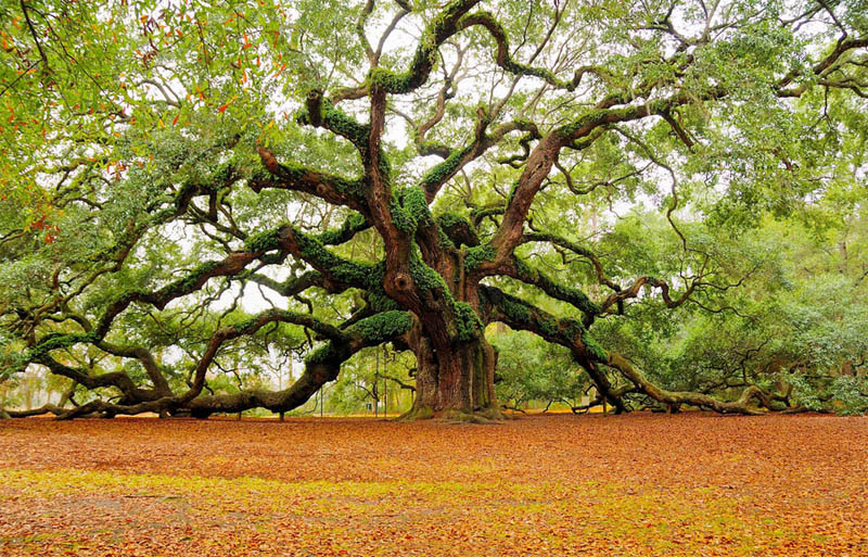 beautiful trees angel oak tree charleston