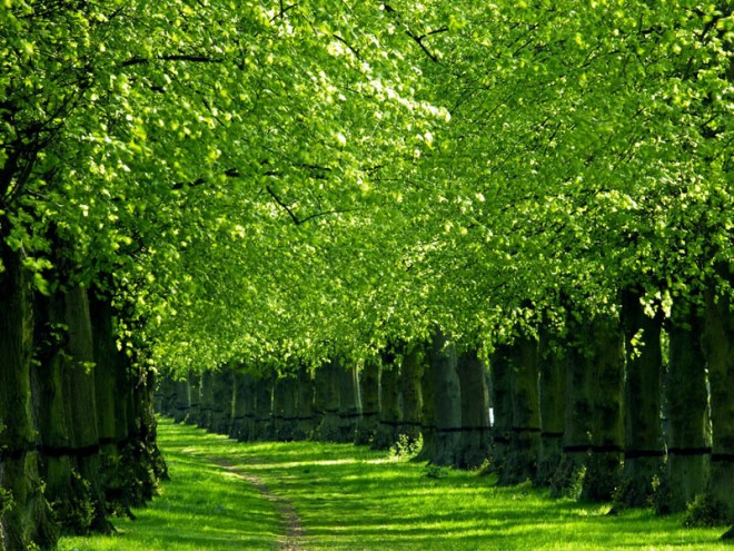 beautiful trees path