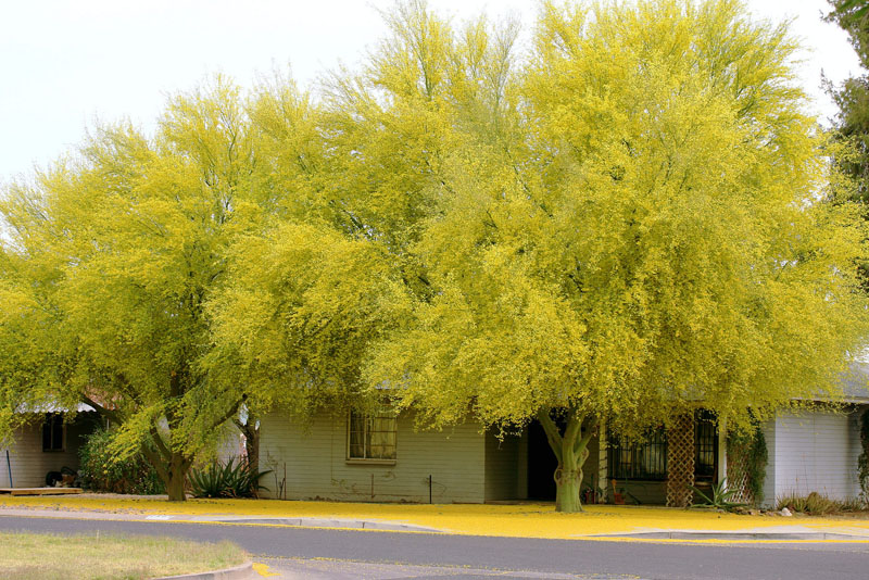 flowering trees arizona state tree