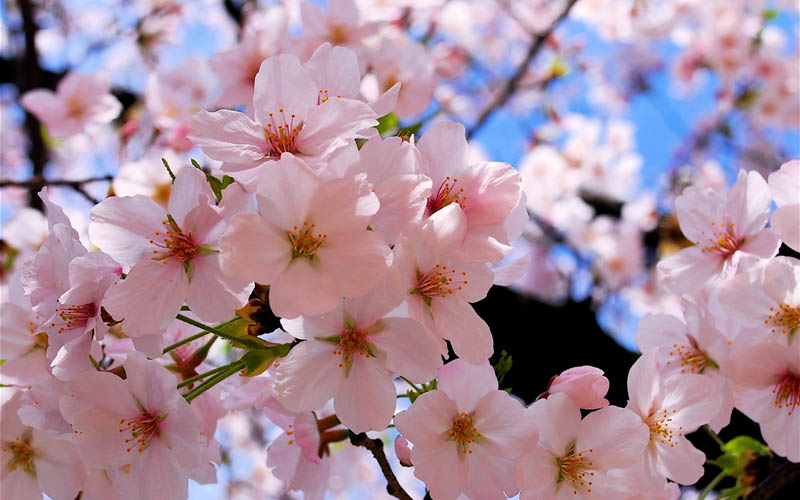 flowering trees cherry blosoms