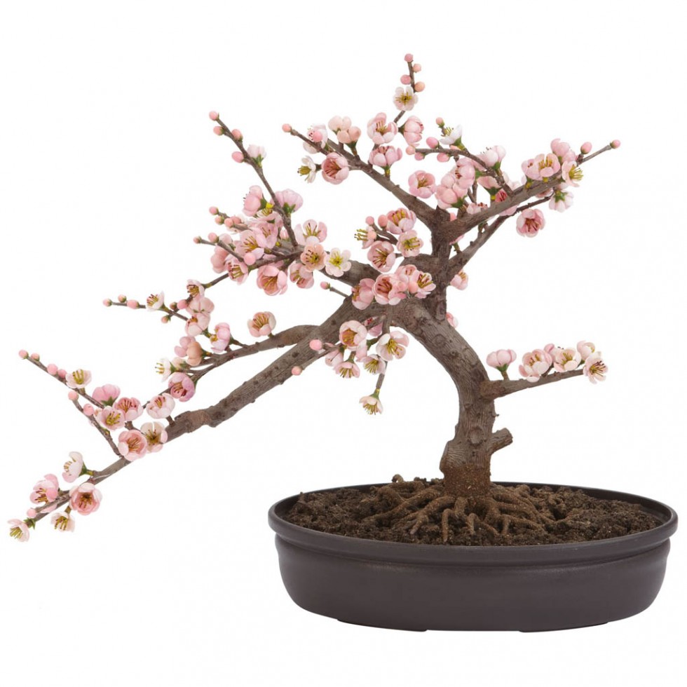 flowering trees cherry bonsai