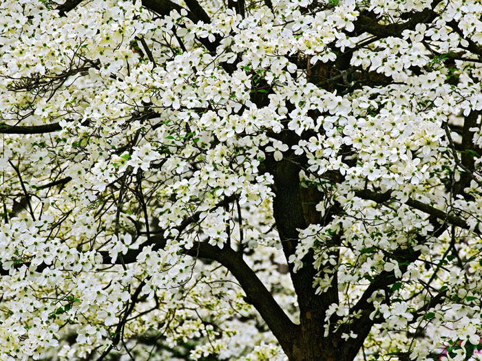 flowering trees kentucky dogwood