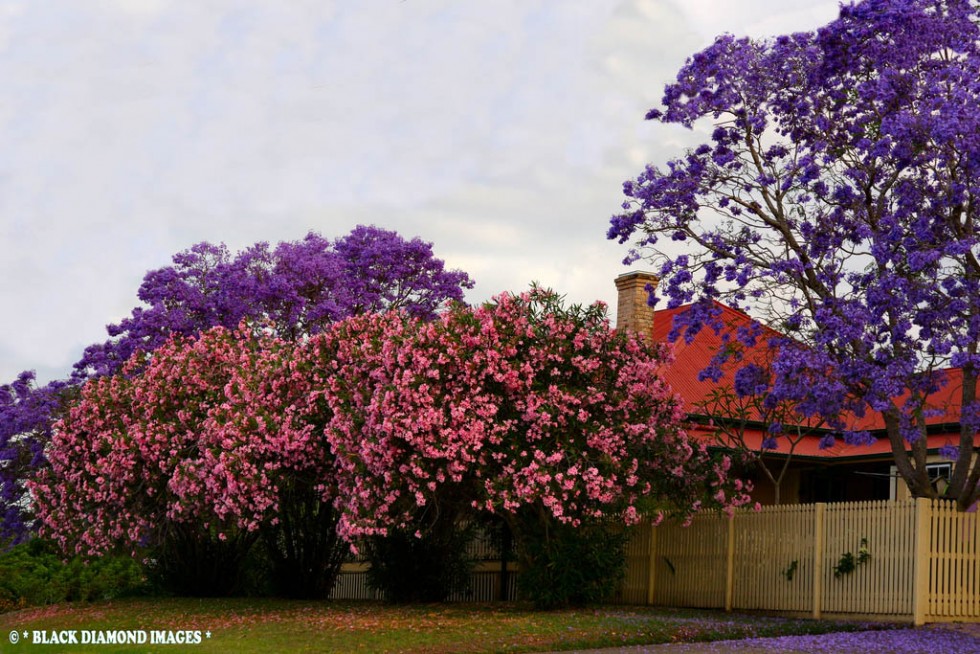 flowering trees pink violet