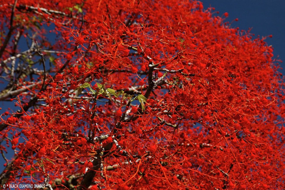 flowering trees red