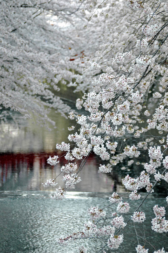 flowering trees white river