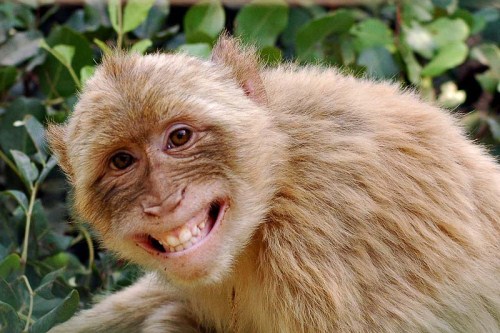 smiling-laughing-happy-funny-animals