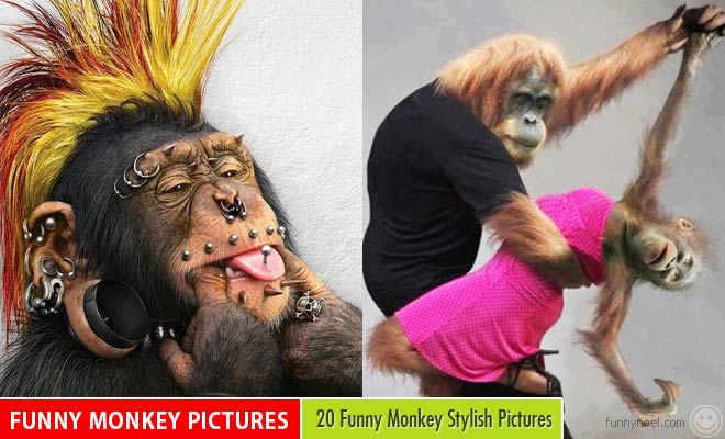 20 Funny Monkey Stylish Pictures