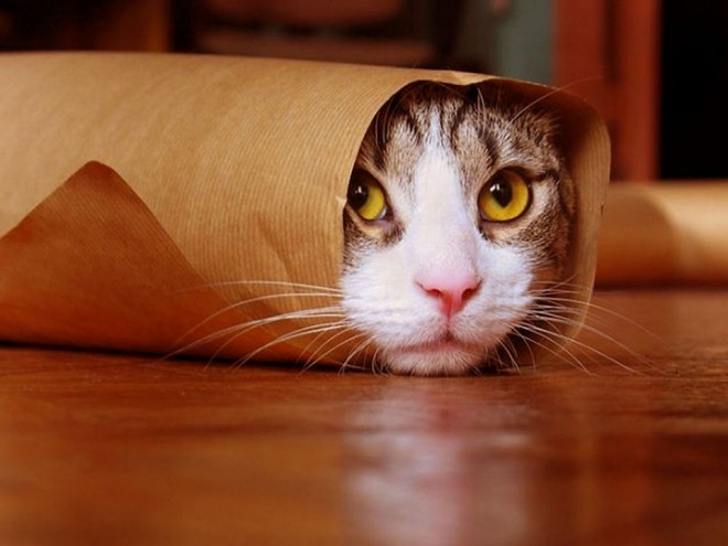 cat wrap funny cat picture