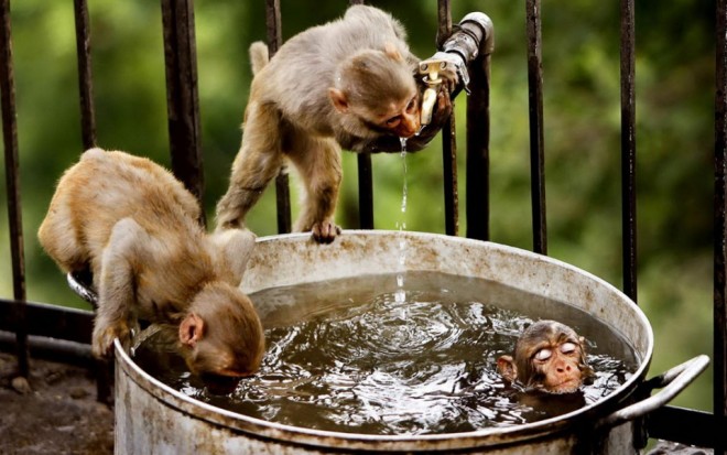 funny animals monkey