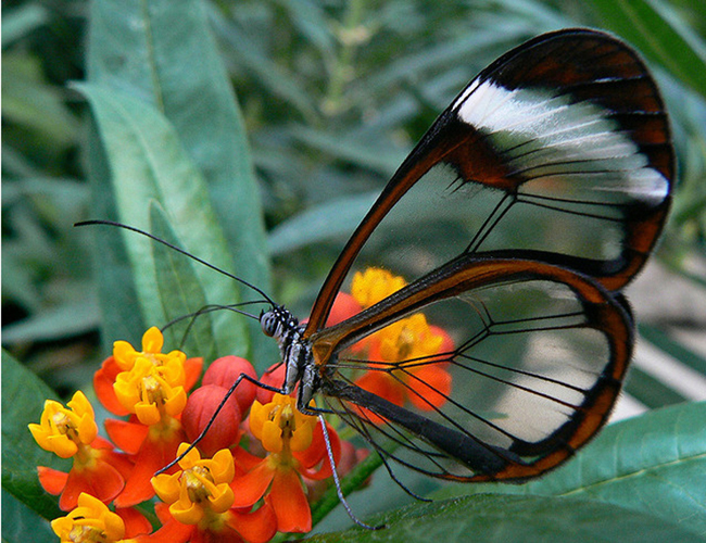 inspiring butterfly on flower
