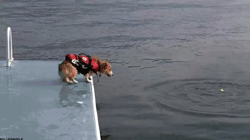 funny-dog-swimming-gif.gif