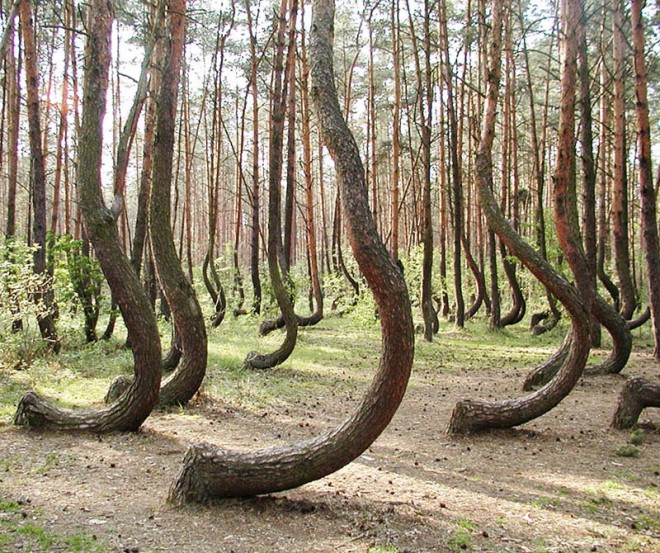 beautiful trees anchor