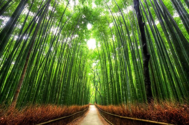 beautiful trees bamboo