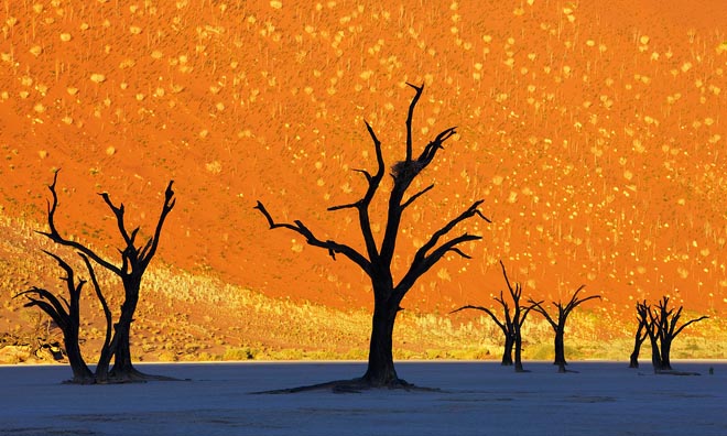 beautiful trees dead trees park namibia