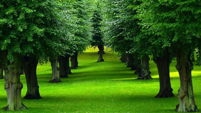 beautiful trees forest