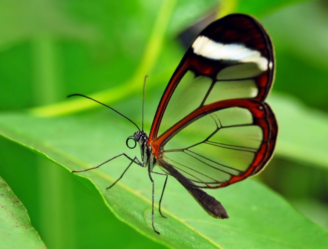 1 beautiful glass winged butterfly image magda moller