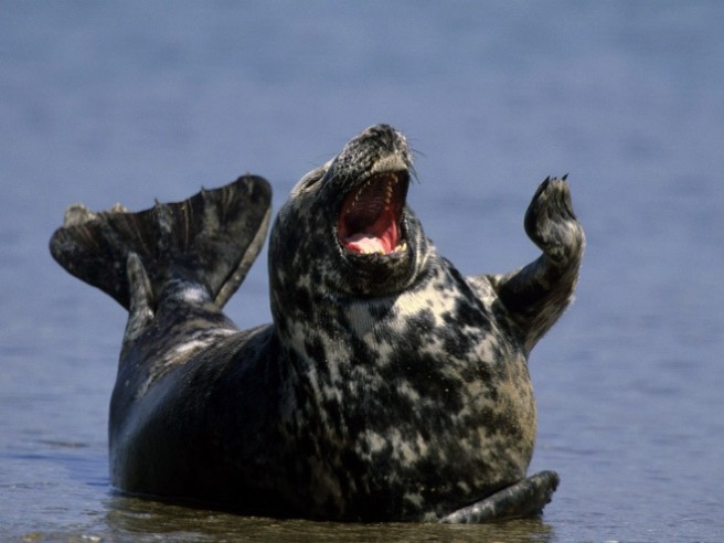 15 funny laughing seal image