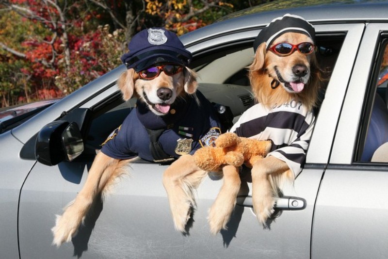 funny-dog-costumes.jpg