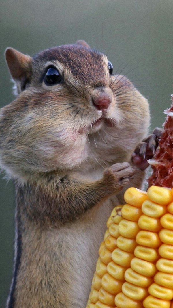 13-squirrel-eating-corn.jpg