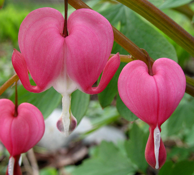 amazing unusual shape flower picture bleeding heart