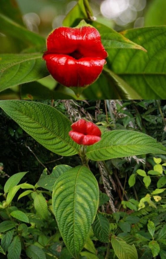 amazing unusual shape flower picture kissing lips