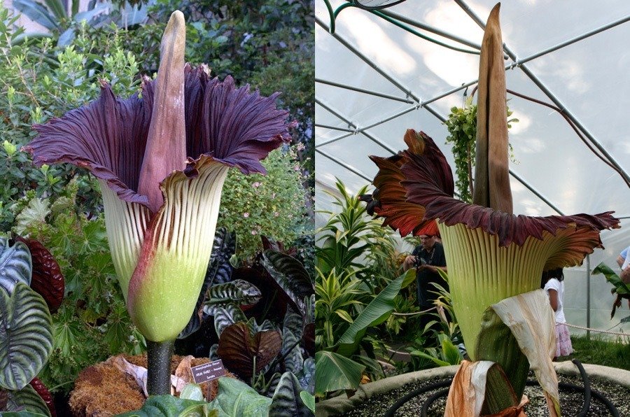 amazing unusual shape flower picture corpse lily