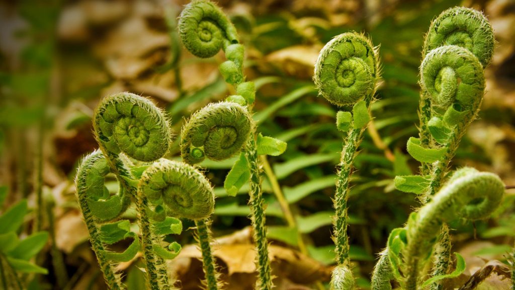 amazing unusual shape plant image fidelhead fern
