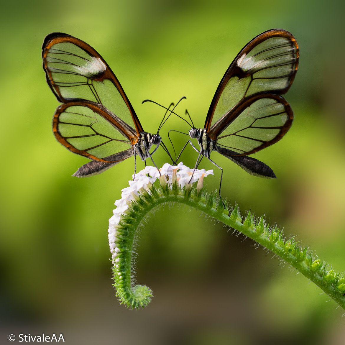 beautiful glass winged butterfly image stivaleaa