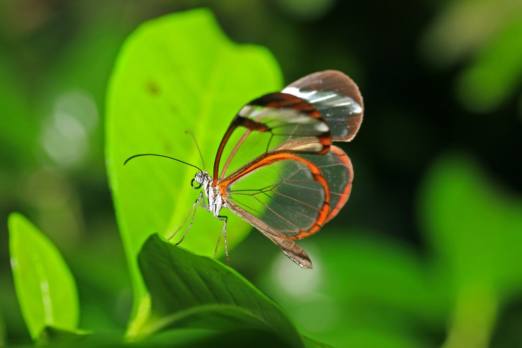 beautiful glass winged butterfly image