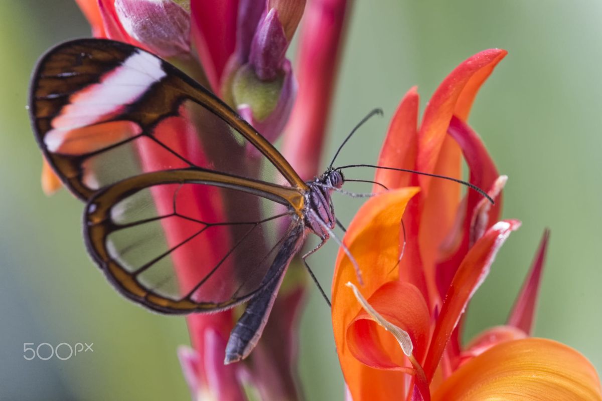 beautiful glass winged butterfly image emma gee
