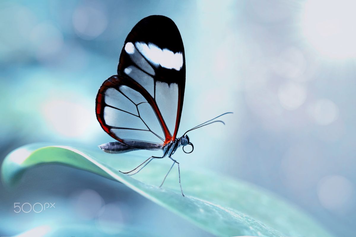 beautiful glass winged butterfly image mustafa ozturk