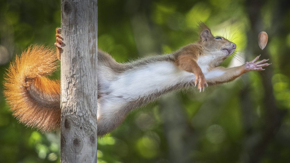 funny wildlife photography squirrel catch nut