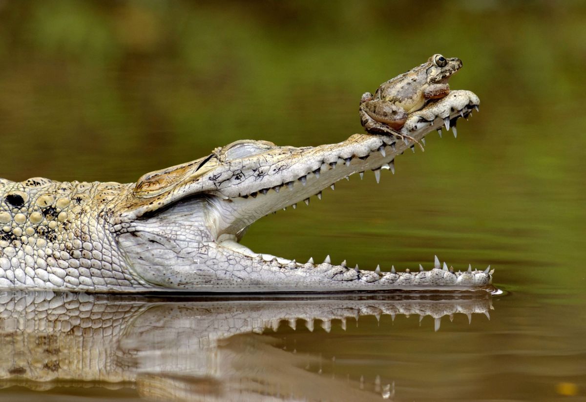 funny hitchhiking frog crocodile photo