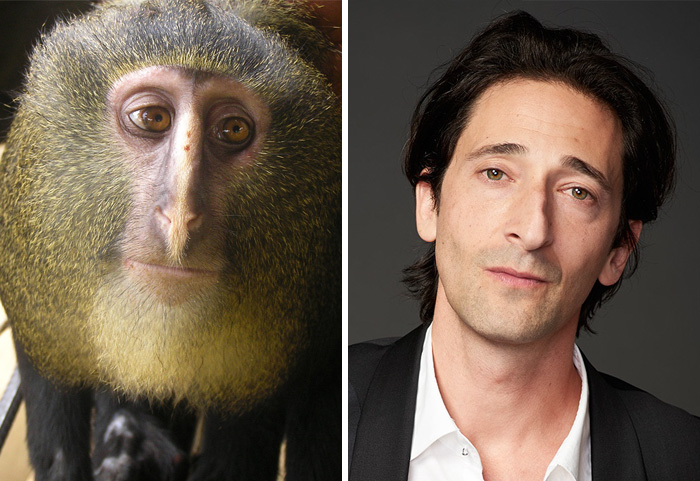 funny lookalike animal and celebrity adrien brody